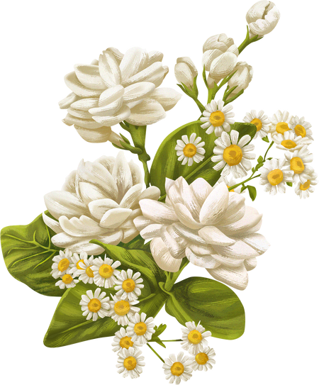 Detailed Illustrated Jasmine Flowers